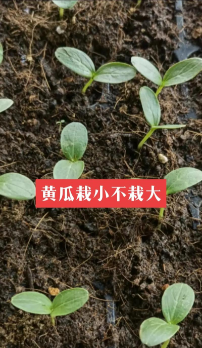 黄瓜温室栽培,高效种植方法,产量提升技巧 黄瓜温室栽培,高效种植方法,产量提升技巧