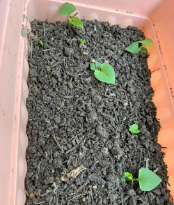 菹草栽培,掌握关键技巧,提升种植成功率 菹草栽培,掌握关键技巧,提升种植成功率