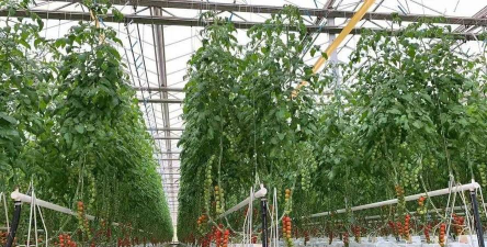 大棚番茄栽培,提高产量,掌握关键技巧 大棚番茄栽培,提高产量,掌握关键技巧