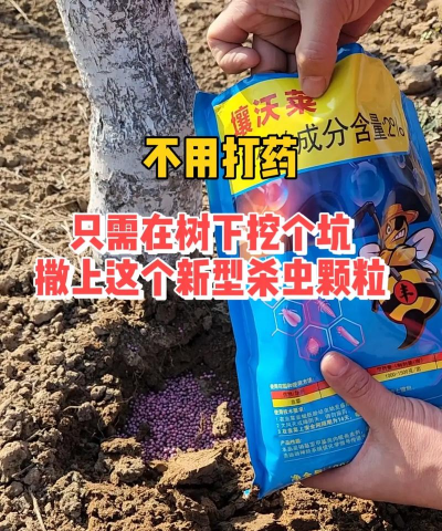 柿树虫防治,识别常见虫害,掌握有效方法 柿树虫防治,识别常见虫害,掌握有效方法
