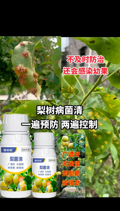 树锈病防治,识别早期症状,选择有效药剂 树锈病防治,识别早期症状,选择有效药剂