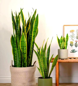 虎尾兰的栽培,轻松上手,美化家居 虎尾兰的栽培,轻松上手,美化家居