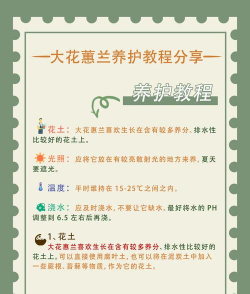 大花蕙兰怎么养,掌握关键技巧,轻松养出好状态 大花蕙兰怎么养,掌握关键技巧,轻松养出好状态