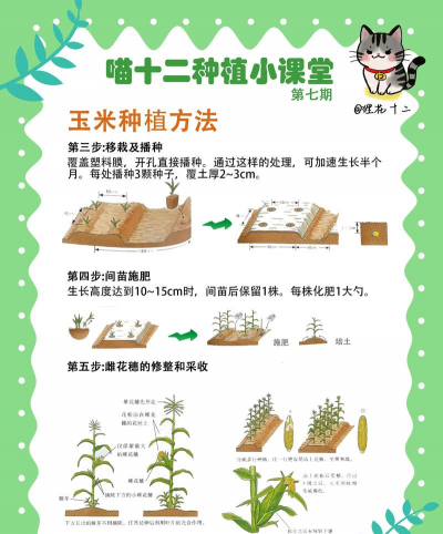 甜玉米栽培技术要点,选种育苗,田间管理 甜玉米栽培技术要点,选种育苗,田间管理