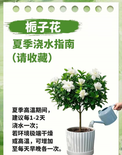 阳台怎么养栀子花,选对位置,注意浇水 阳台怎么养栀子花,选对位置,注意浇水