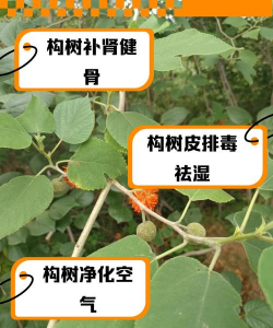 构树怎么防治,常见问题解析,实用方法分享 构树怎么防治,常见问题解析,实用方法分享