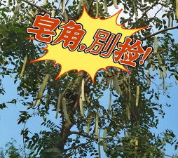 皂角树怎么防治蛀树,识别虫害迹象,采取有效方法 皂角树怎么防治蛀树,识别虫害迹象,采取有效方法