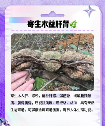 寄生树用什么药防治树,常见问题解析,实用方法分享 寄生树用什么药防治树,常见问题解析,实用方法分享