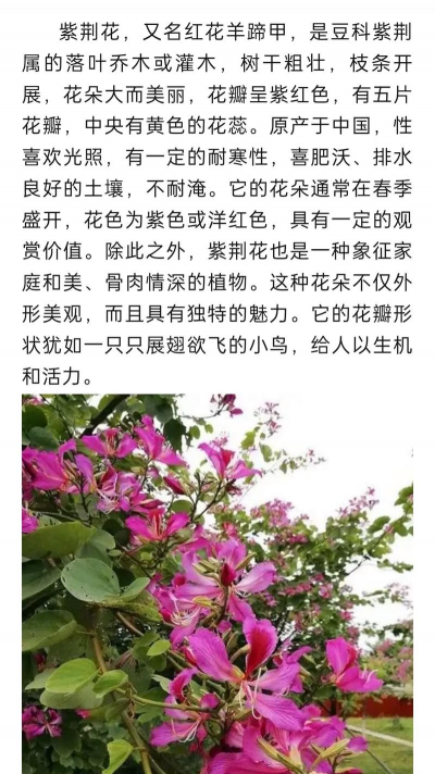 紫荆栽培,选对方法,花开满枝 紫荆栽培,选对方法,花开满枝