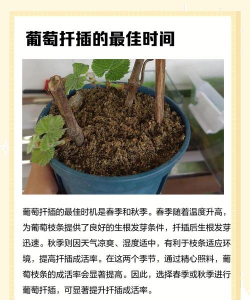 葡萄嫁接栽培,提高成活率,掌握关键步骤 葡萄嫁接栽培,提高成活率,掌握关键步骤