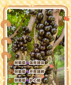 葡萄树怎样防治青苔树,解决附着难题,恢复健康生长 葡萄树怎样防治青苔树,解决附着难题,恢复健康生长