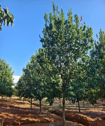 防治滑坡的树叫什么树,常见种类盘点,选择要点解析 防治滑坡的树叫什么树,常见种类盘点,选择要点解析