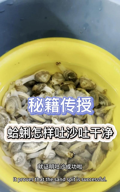 花蛤买回来怎么养,保持鲜活不吐沙,家庭实用小技巧 花蛤买回来怎么养,保持鲜活不吐沙,家庭实用小技巧