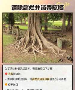 板栗树树杆腐烂如何防治,找准病因,及时处理 板栗树树杆腐烂如何防治,找准病因,及时处理