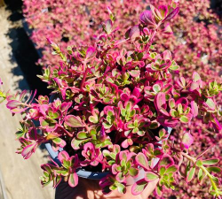 太阳花锦多肉怎么养,掌握关键技巧,轻松养出好状态 太阳花锦多肉怎么养,掌握关键技巧,轻松养出好状态