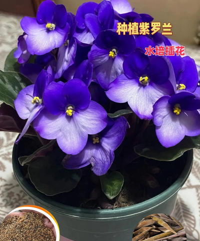 紫罗兰栽培,轻松上手,花开满盆 紫罗兰栽培,轻松上手,花开满盆