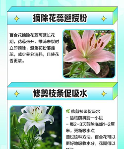 插花百合花怎么养,延长花期,保持鲜艳 插花百合花怎么养,延长花期,保持鲜艳