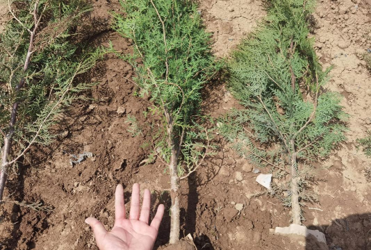 侧柏的栽培,选对方法,轻松上手 侧柏的栽培,选对方法,轻松上手