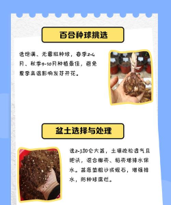 百合花怎么养球,掌握关键技巧,轻松养出饱满种球 百合花怎么养球,掌握关键技巧,轻松养出饱满种球