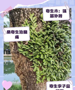 板栗树长寄生树怎么防治,识别寄生危害,掌握清除方法 板栗树长寄生树怎么防治,识别寄生危害,掌握清除方法