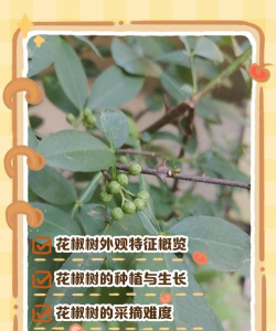花椒树树体发黑怎样防治,找准原因,对症下药 花椒树树体发黑怎样防治,找准原因,对症下药