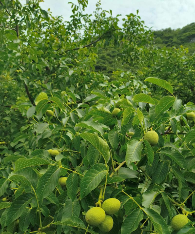 核桃丰产栽培,掌握关键技巧,实现高产稳收 核桃丰产栽培,掌握关键技巧,实现高产稳收