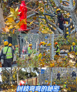 梧桐树疯枝树,修剪技巧,防治方法 梧桐树疯枝树,修剪技巧,防治方法