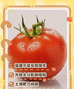 西红柿树落花怎么防治,找准原因,对症下药 西红柿树落花怎么防治,找准原因,对症下药