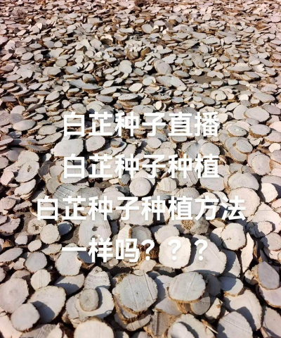 白芷栽培,掌握关键步骤,轻松收获优质药材 白芷栽培,掌握关键步骤,轻松收获优质药材