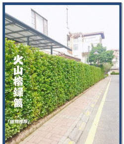 福建防蛀立体绿化设计,提升景观效果,保护植物健康 福建防蛀立体绿化设计,提升景观效果,保护植物健康