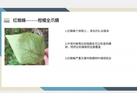 枸杞树红蜘蛛防治,识别早期迹象,采取有效方法 枸杞树红蜘蛛防治,识别早期迹象,采取有效方法