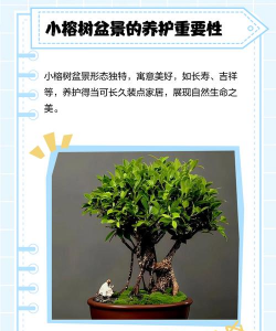 树桩盆景栽培,选材造型关键,养护技巧分享 树桩盆景栽培,选材造型关键,养护技巧分享