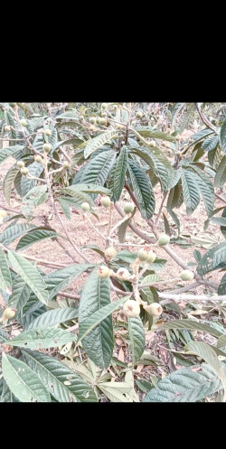 枇杷树蛀虫怎么防治,找准虫害类型,掌握关键方法 枇杷树蛀虫怎么防治,找准虫害类型,掌握关键方法