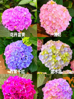 臭绣球花怎么养,掌握关键技巧,花开更持久 臭绣球花怎么养,掌握关键技巧,花开更持久