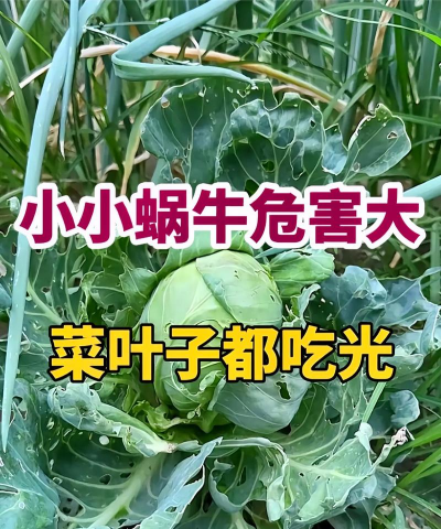 柚树蜗牛的防治,识别危害特征,掌握有效方法 柚树蜗牛的防治,识别危害特征,掌握有效方法