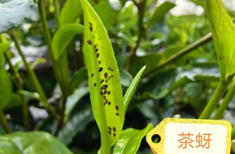 茶油树蛀虫防治方法,识别虫害特征,掌握有效手段 茶油树蛀虫防治方法,识别虫害特征,掌握有效手段