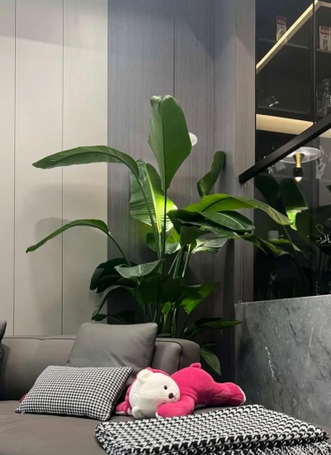 天堂鸟的花怎么养,掌握关键技巧,轻松养出好状态 天堂鸟的花怎么养,掌握关键技巧,轻松养出好状态