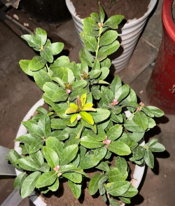 柠檬树栽培,选对品种,轻松结果 柠檬树栽培,选对品种,轻松结果