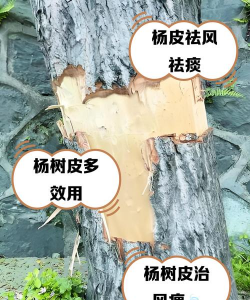 死皮树防治技术,找准原因,对症下药 死皮树防治技术,找准原因,对症下药