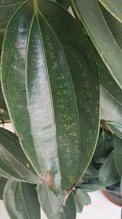 平安树冬季虫害防治,常见问题解析,实用应对方法 平安树冬季虫害防治,常见问题解析,实用应对方法