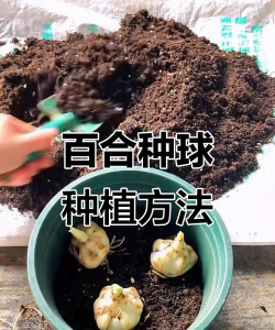 百合花小球怎么养,选对方法,轻松爆盆 百合花小球怎么养,选对方法,轻松爆盆