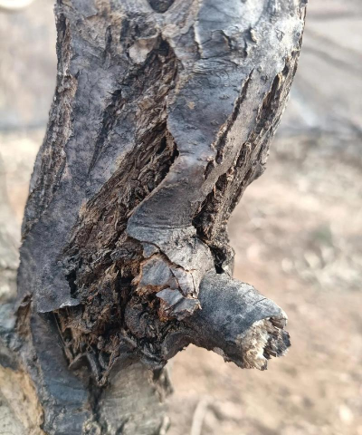 板栗树病害怎么防治,常见问题解析,实用方法分享 板栗树病害怎么防治,常见问题解析,实用方法分享