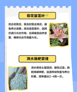 百合花后怎么养球,掌握关键技巧,轻松复花 百合花后怎么养球,掌握关键技巧,轻松复花