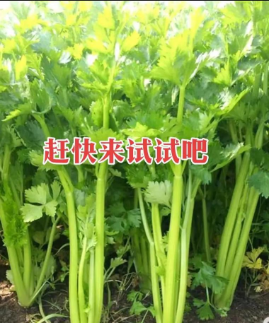 芹菜种植与栽培技术,掌握关键步骤,轻松收获鲜嫩芹菜 芹菜种植与栽培技术,掌握关键步骤,轻松收获鲜嫩芹菜