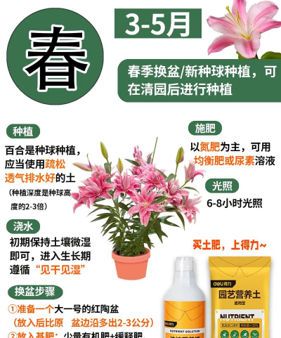 水养百合花怎么修剪,掌握正确方法,延长花期更美观 水养百合花怎么修剪,掌握正确方法,延长花期更美观