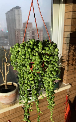 佛珠栽培,轻松上手,新手也能养好 佛珠栽培,轻松上手,新手也能养好