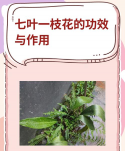 七月一枝花怎么养,掌握关键技巧,轻松培育开花 七月一枝花怎么养,掌握关键技巧,轻松培育开花