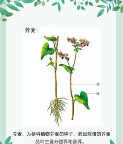 荞麦栽培,掌握关键步骤,轻松提高产量 荞麦栽培,掌握关键步骤,轻松提高产量