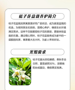 桔子花怎么养,新手入门指南,轻松掌握技巧 桔子花怎么养,新手入门指南,轻松掌握技巧