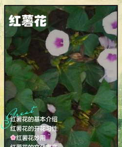 红苕花怎么养,掌握关键技巧,轻松爆盆开花 红苕花怎么养,掌握关键技巧,轻松爆盆开花